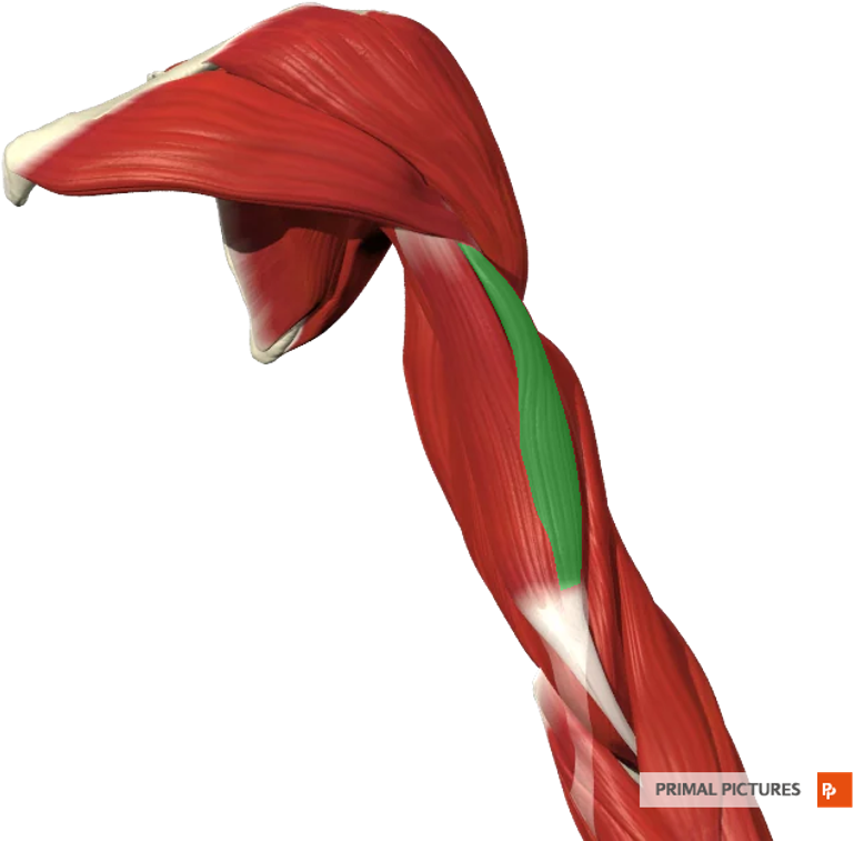 Card Image - Arm (800x800), Png Download