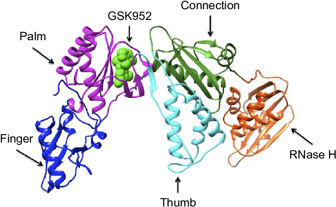 Ribbon Representation Of Hiv 1 Rt Gsk952 Complex (692x435), Png Download