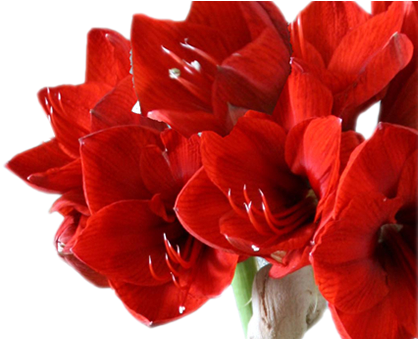 Engagement Frames, Corner Border, Colorful Frames, - Flower Flower (644x338), Png Download