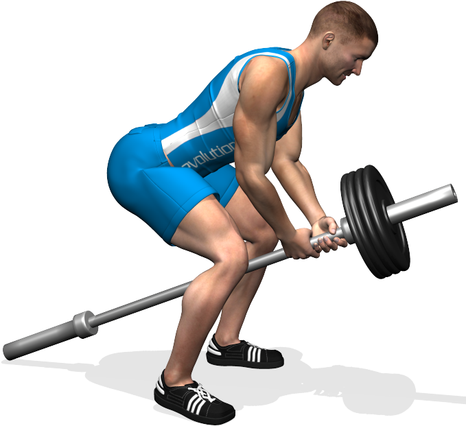 Bent Over Two Arm Long Bar Row Involved Muscles During - Esercizi Dorsali Bilanciere (700x700), Png Download
