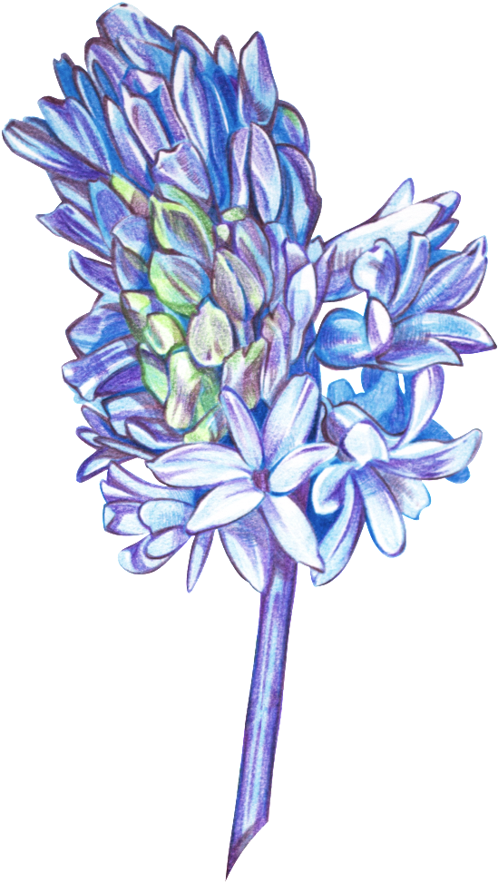Hand Painted Colored Beautiful Flowers Png Transparent - Portable Network Graphics (1024x1024), Png Download