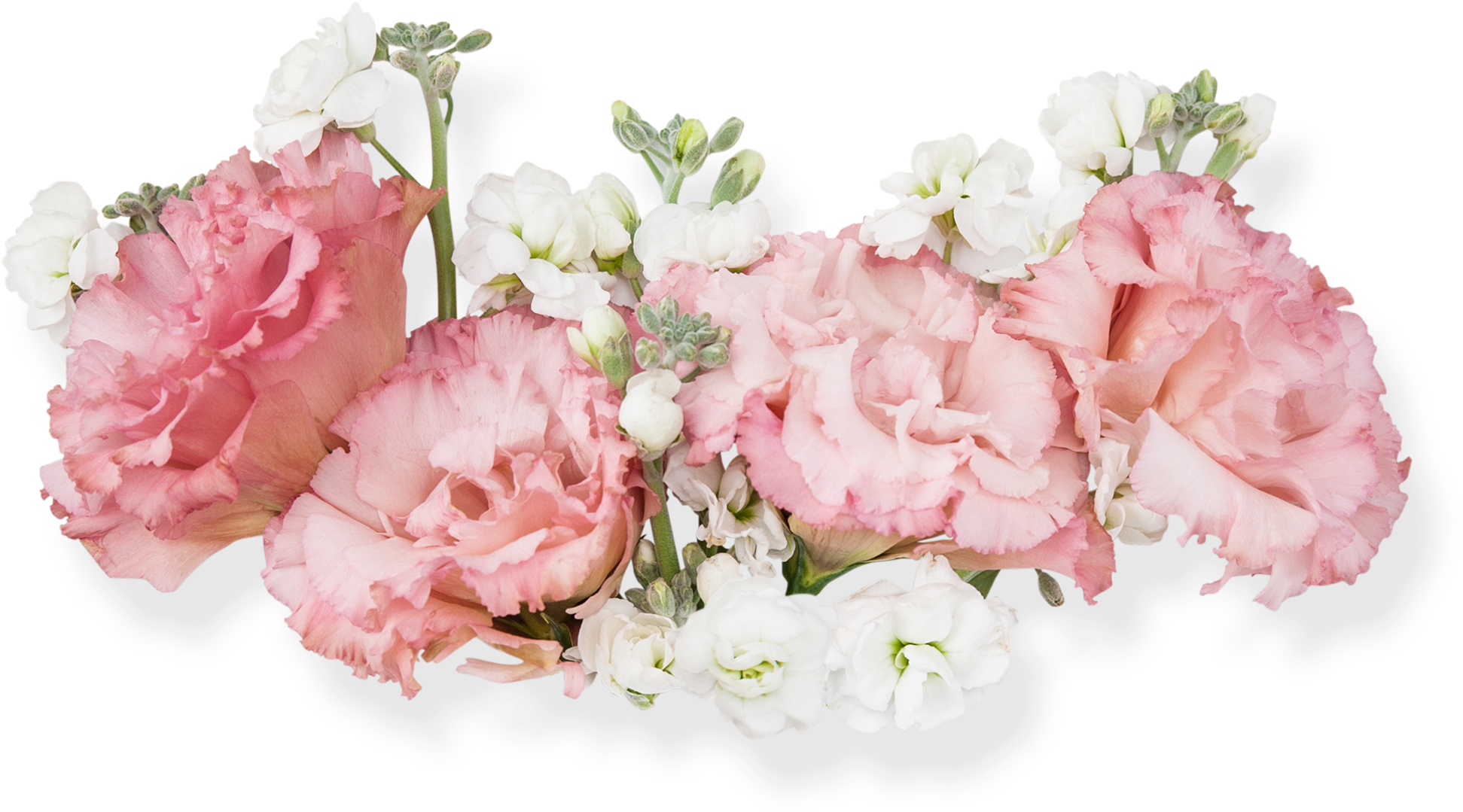 Pink Beautiful Flower Decoration Vector - 康乃馨 素材 (3087x1983), Png Download