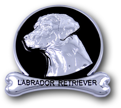 Labrador Retriever (555x555), Png Download