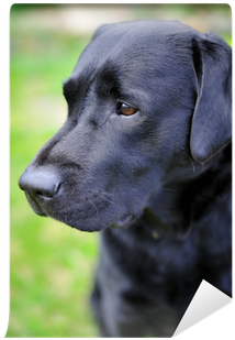Labrador Retriever (400x400), Png Download