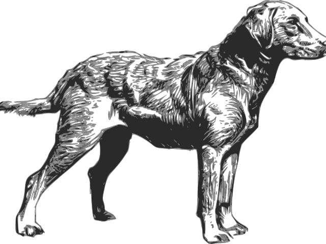 Labrador Retriever Clipart Hunting Dog - Chesapeake Bay Retriever Silhouette (640x480), Png Download