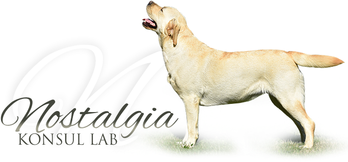 Labradorský Retrívr Konsul Lab Nostalgia - Labrador Retriever (700x325), Png Download