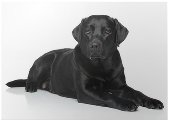 Black Labrador Retriever (400x400), Png Download