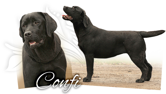 Labrador Retriever Confetti Fantasy Fly - Labrador Retriever (700x398), Png Download