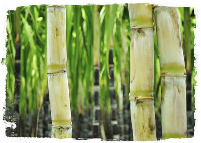 Sugarcane - Sugar Can (760x500), Png Download