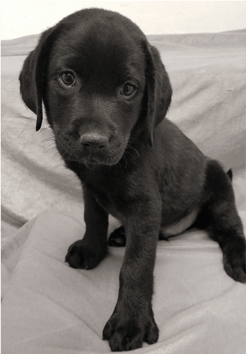 Labrador Retriever - Teacup Labrador (500x500), Png Download