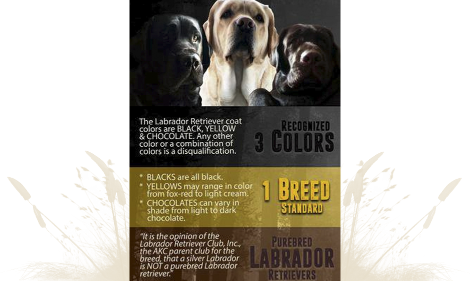 100% Dilute Free - Labrador Retriever (940x563), Png Download