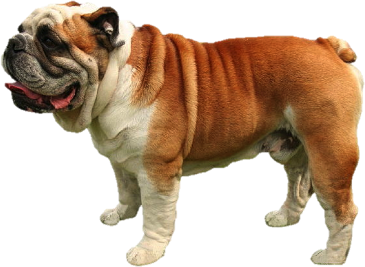Bulldog (1222x928), Png Download