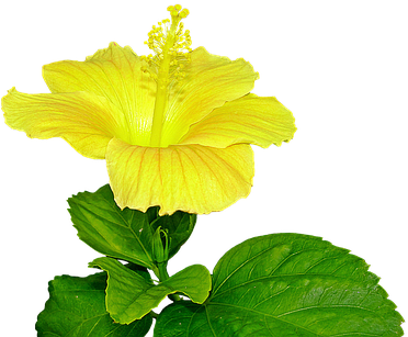 Yellow Hibiscus, Flower, Pistil, Plant - Yellow Hibiscus Flower Png (453x340), Png Download