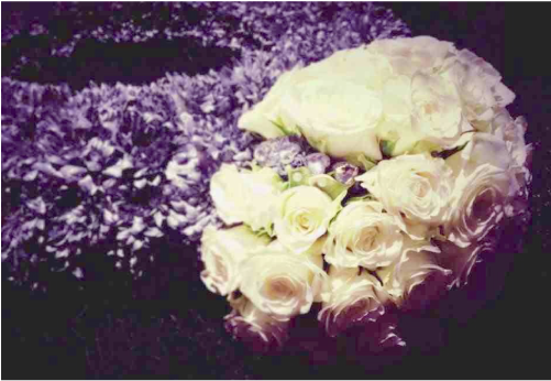 Garden Roses (500x500), Png Download