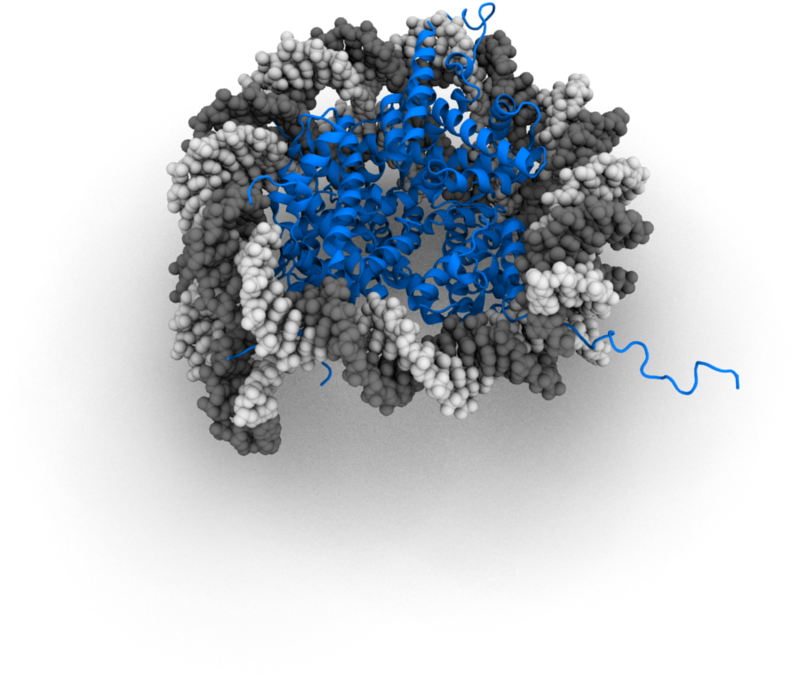 Nucleosome 3d - Nucleosome 3d Model (1000x1000), Png Download