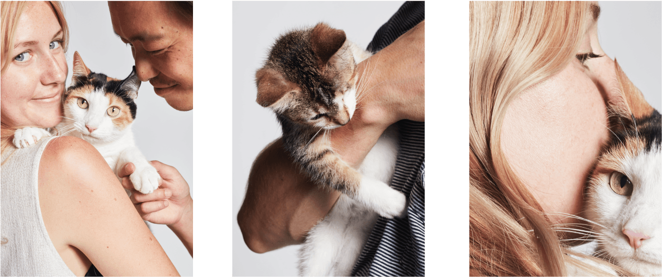 Smalls Portfolio8 - Kitten (1400x612), Png Download