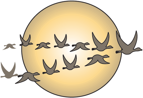 The Cat In The Hat - Migration Of Animals Poster (462x316), Png Download