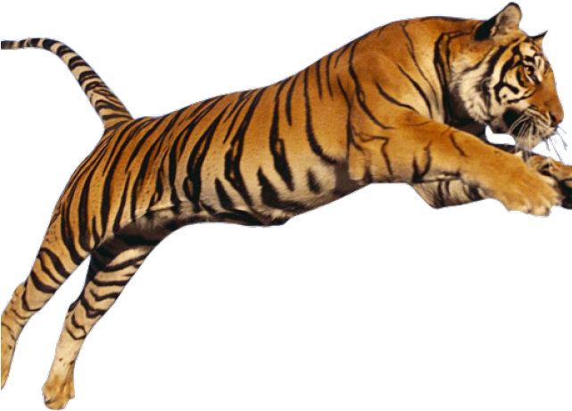 Imagenes De Un Tigre Saltando (640x480), Png Download