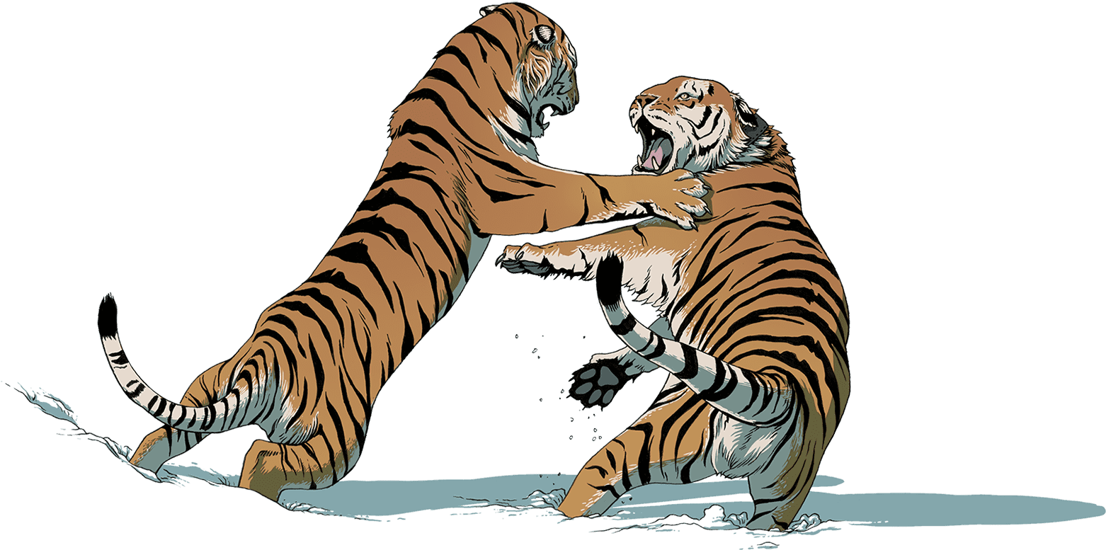 Two Tigers Fighting - Tiger Fight Png (1600x953), Png Download