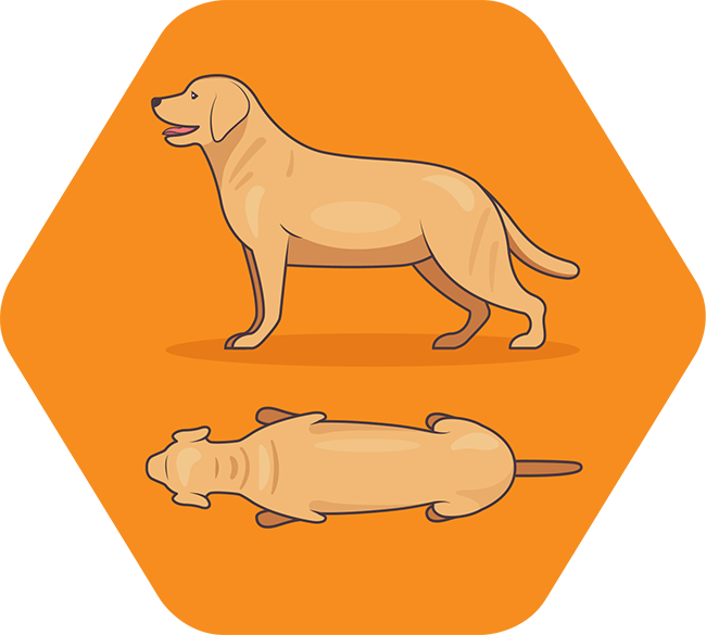 Image - Image - Image - Image - Dog Catches Something (650x585), Png Download