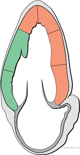 An Apical Two Chamber View Of The Heart - 2 Chamber Heart Cs (259x502), Png Download