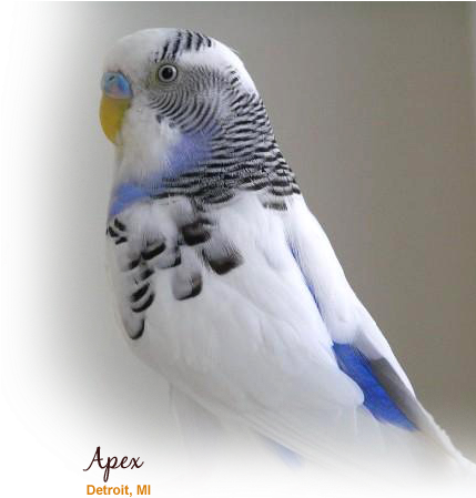 Zoo Med - Budgie (428x498), Png Download