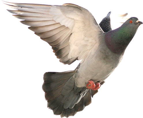 Bbd-9 - Portable Network Graphics (496x409), Png Download