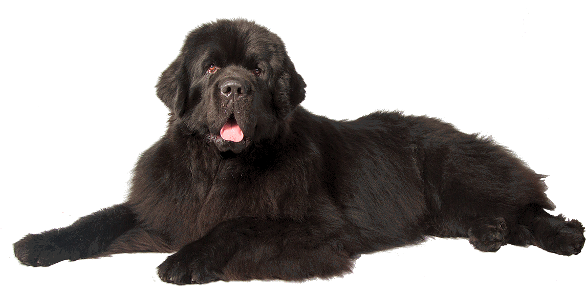 Dog Png - Newfoundland Dog No Background (1170x780), Png Download