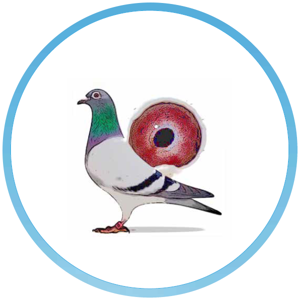 Welcome To Pigeonmarket - Pigeons And Doves (604x604), Png Download