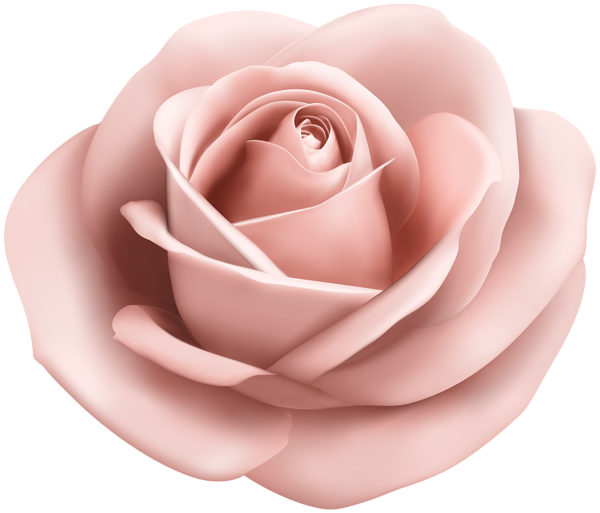 Rose Soft Peach Transparent Png Clip Art Image - Light Purple Flower Png (600x513), Png Download