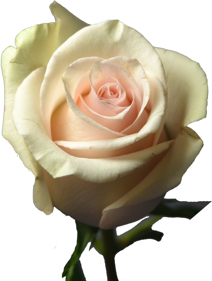 Roses La Perla (1000x1000), Png Download