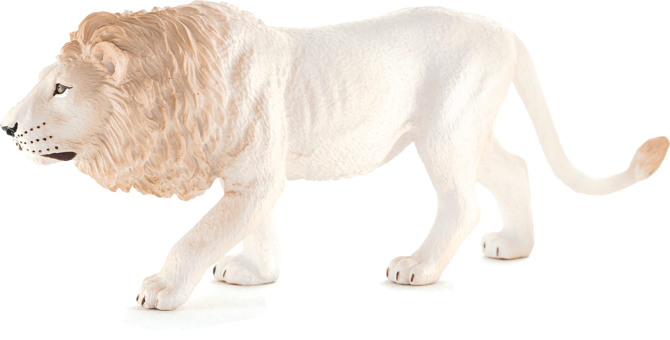 Animal Planet: White Male Lion (5616x3744), Png Download