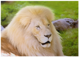 Masai Lion (400x400), Png Download