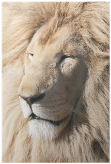 Lion (400x400), Png Download