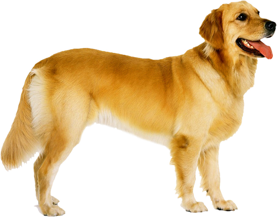 Dog Png Image - Goldendoodle Golden Retriever Puppies (901x704), Png Download