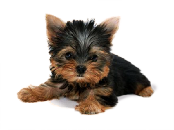 Cat Dog Png - Cute Dog With Transparent Background (600x450), Png Download