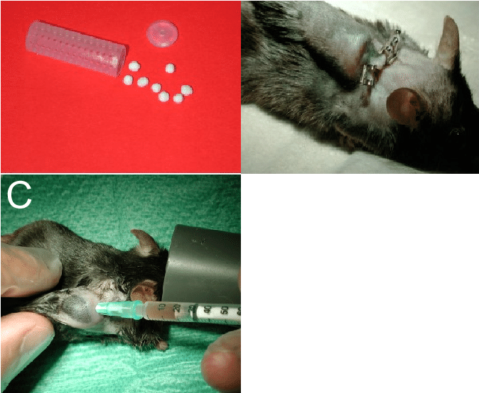 Teflon Cage With Glass Sinter Beads - Mouse Implanted Tissue Cages (684x555), Png Download