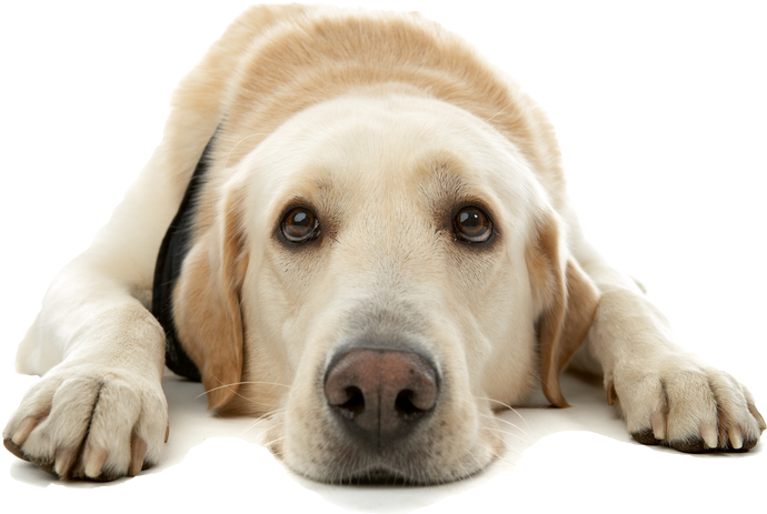 Dog Emergencies Cat Emergencies Philadelphia Pa - Dogs Love (850x565), Png Download