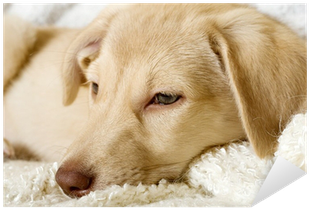 Wandtattoo Träumendes Kätzchen Neben Hund Pixxprint (400x400), Png Download