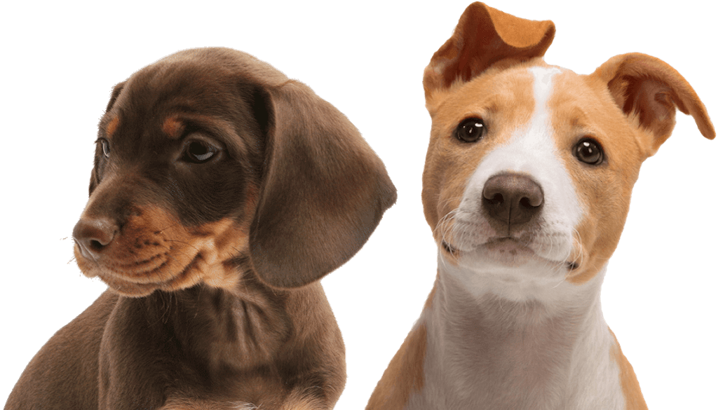 Puppy Headshot - Duo Stream Automatic Water Dispenser 1 Litre (1024x585), Png Download