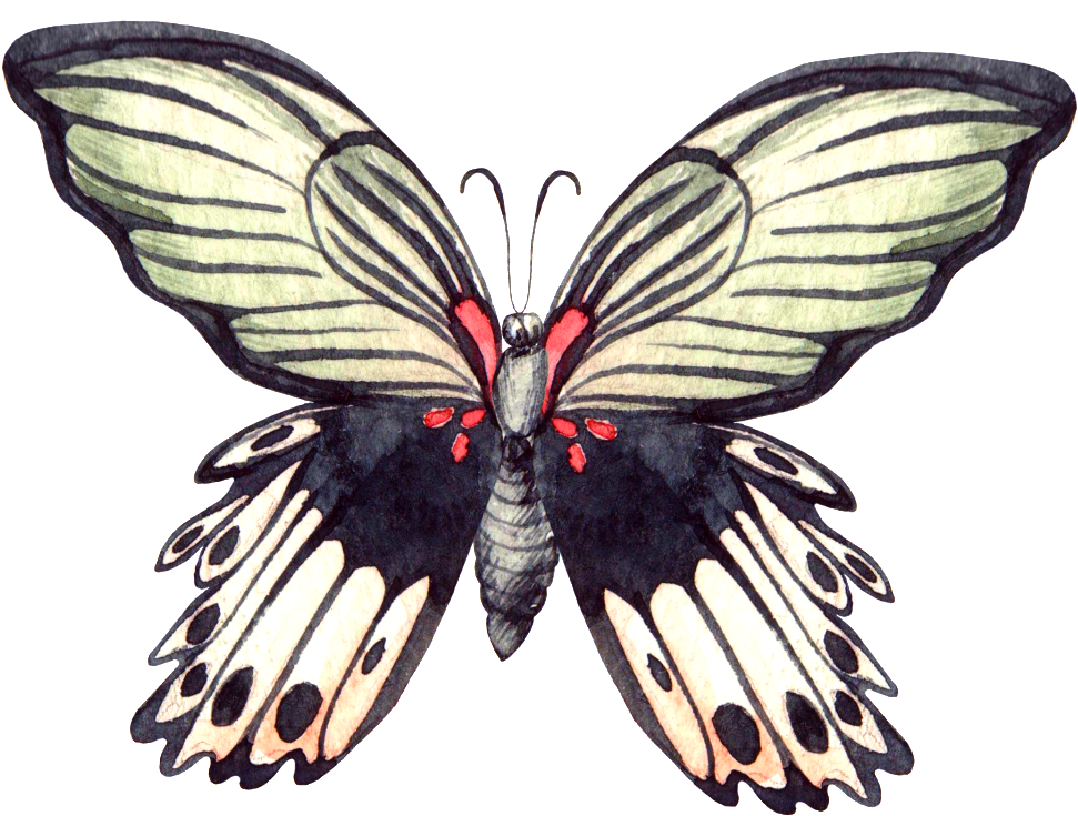 Hand Painted Rare Butterfly Png Transparent - Portable Network Graphics (1024x759), Png Download