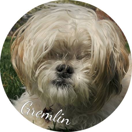 Gremlin, A Darling And Absolutely Ancient Shih Tzu/maltese - Shih-poo (458x458), Png Download