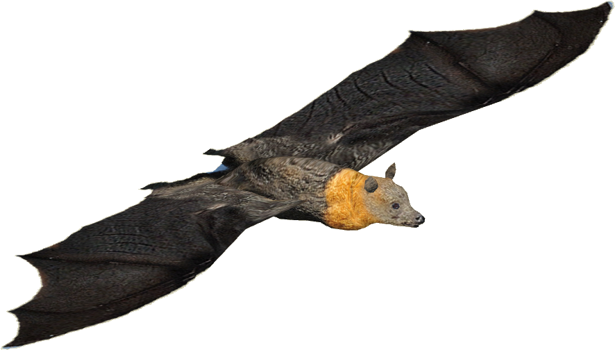 Grey-headed Flying Fox - Grey Headed Flying Fox Png (885x885), Png Download