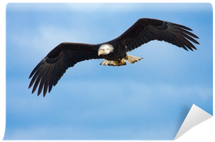 Bald Eagle (400x400), Png Download