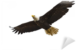 Bald Eagle (400x400), Png Download