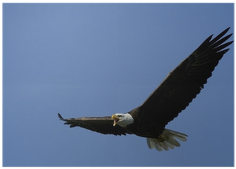 American Bald Eagle Screaming In Flight Poster • Pixers® - Hawk (400x400), Png Download