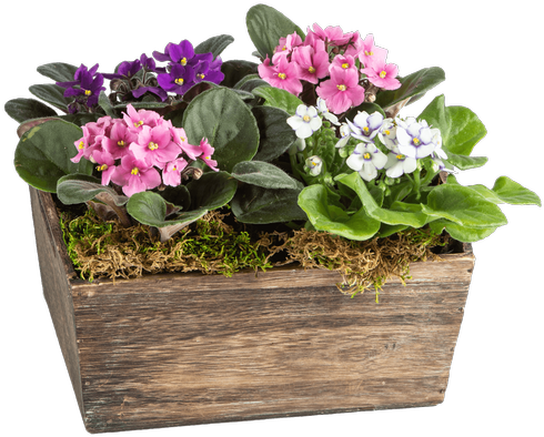 Lovely Violets • $39 - Violet (500x611), Png Download