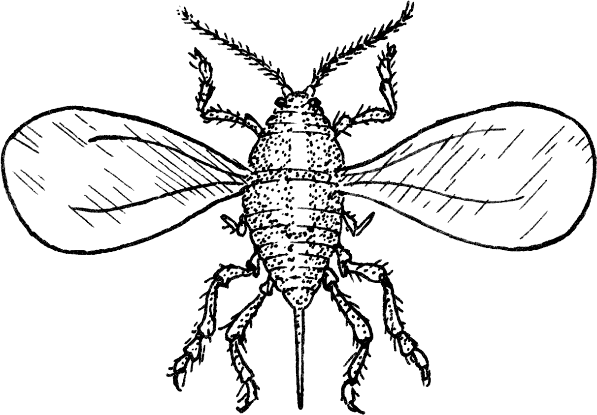 1971 San Jose Scale Winged Adult - Outline Of Insects (1288x858), Png Download