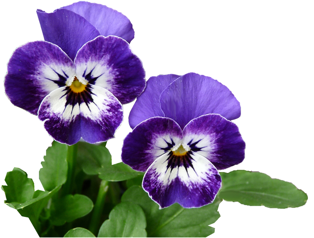 Pansy (1280x1021), Png Download