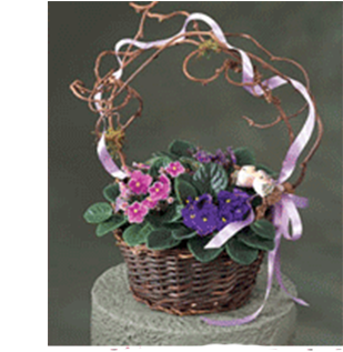 African Violet Basket - African Violets (350x350), Png Download